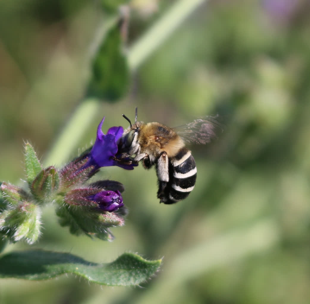 porobnica paskowana.jpg