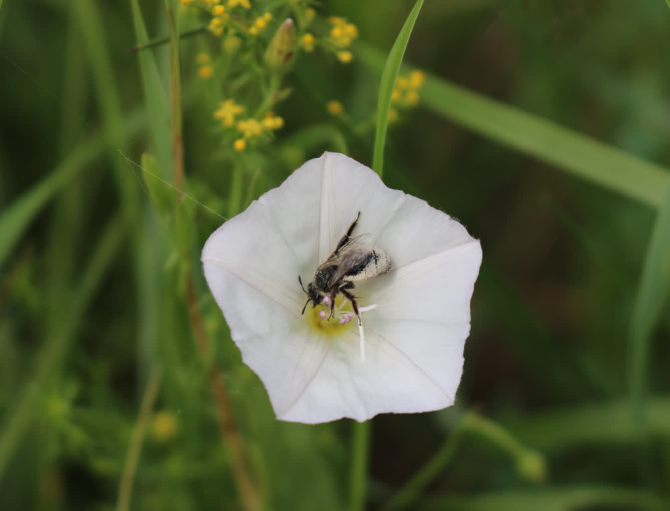 wrzałka powojowa2.jpg