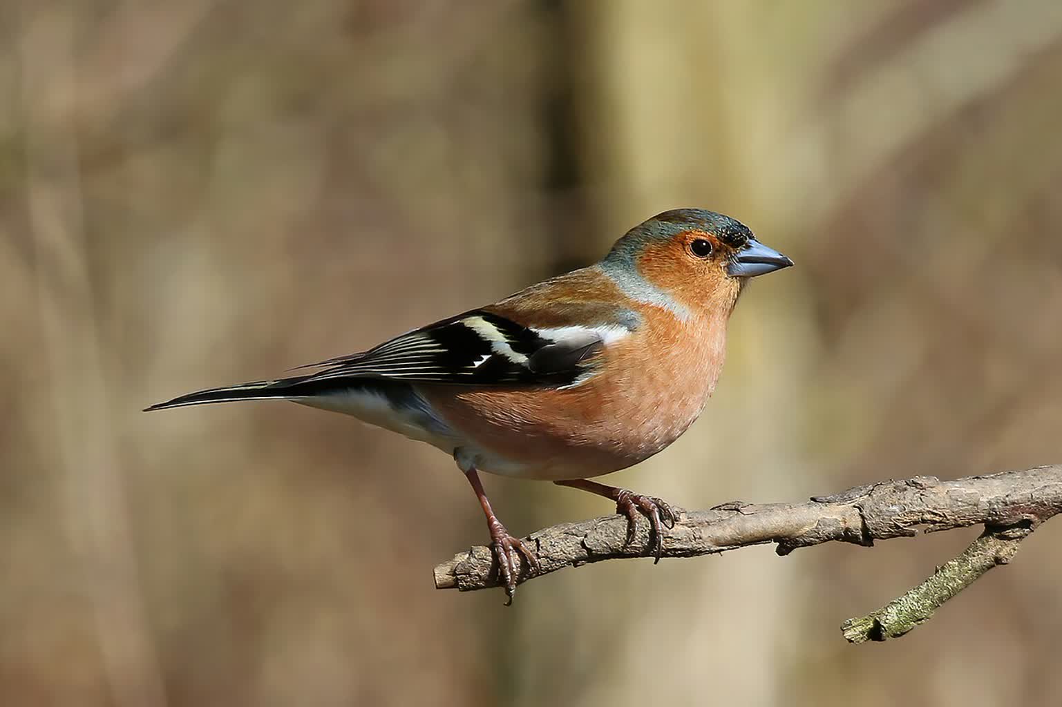 Chaffinch_(Fringilla_coelebs)_male.jpg