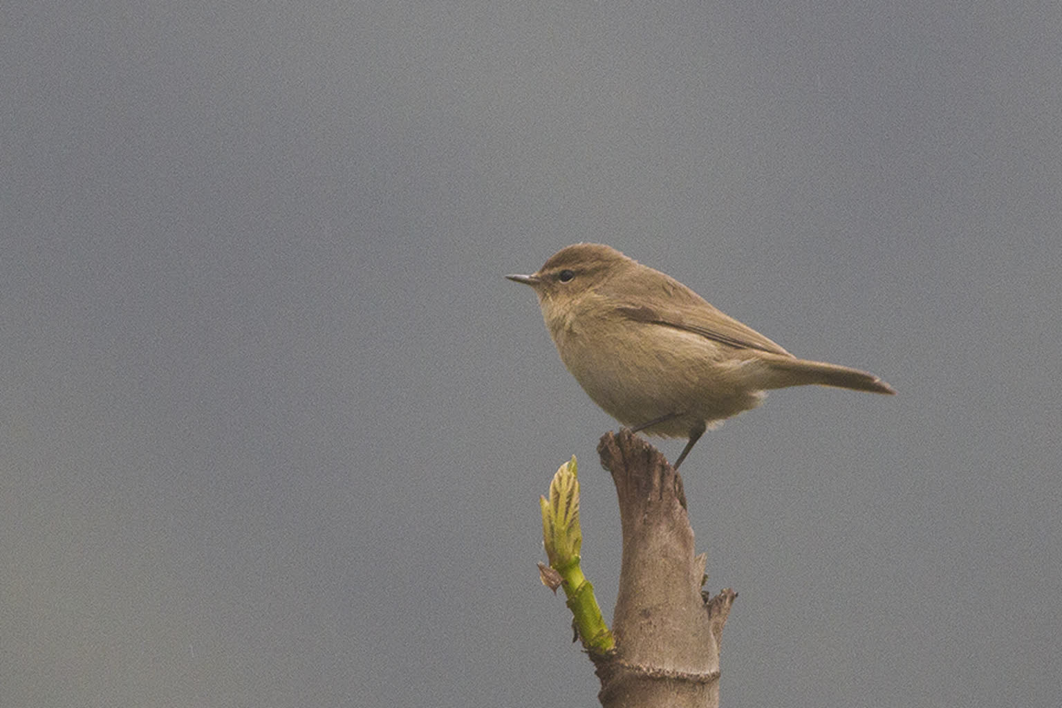 Common_Chiffchaff_Khangchendzonga_National_Park_West_Sikkim_India_30.03.2016.jpg