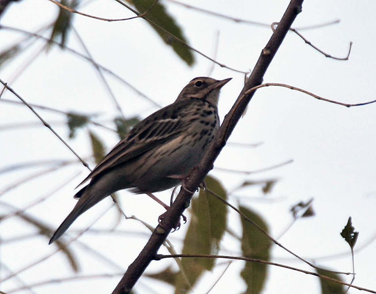 Tree_Pipit_(Anthus_trivialis)_at_Sindhrot_near_Vadodara,_Gujrat_Pix_239.jpg