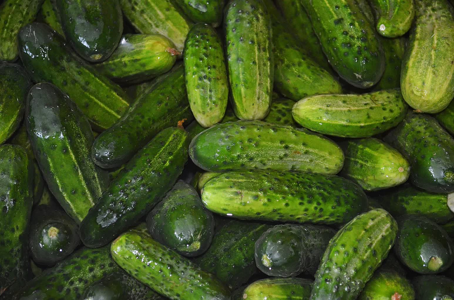 cucumbers-863808_1280.jpg