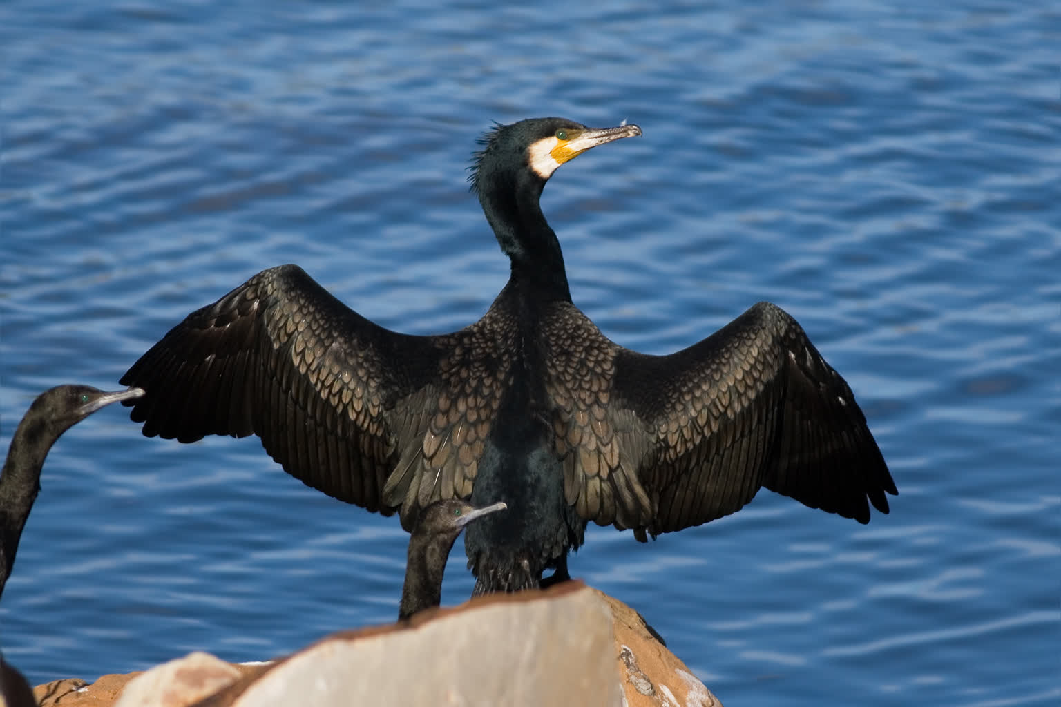 Phalacrocorax_carbo_Austins_Ferry_1.jpg