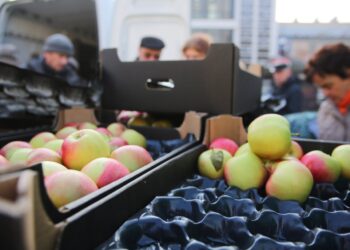 2018-11-09T11:03:56:58 ,  Fot. Piotr Michalski  Jablka na stulecie Niepodleglej .