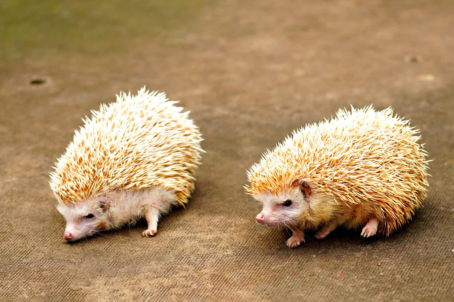 hedgehogs-8886636_1280.jpg