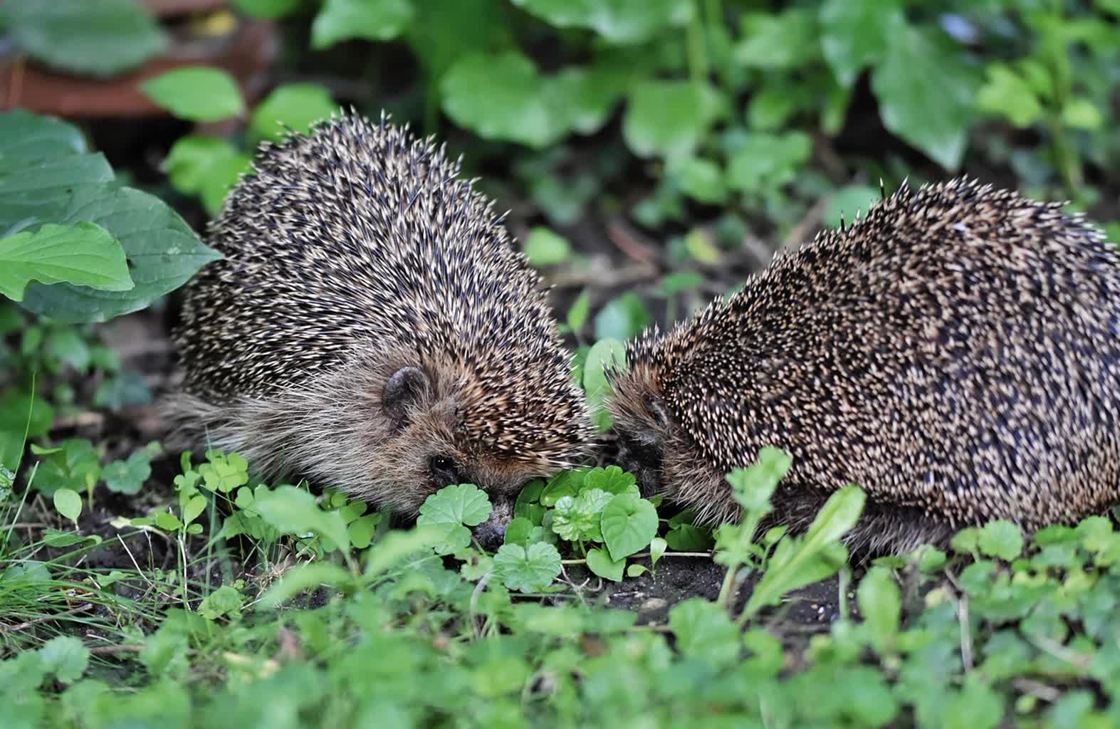 hedgehogs-7312271_1280.jpg