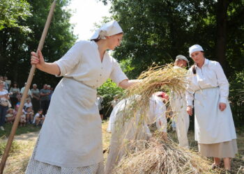 2025.07.20. LUBLIN . MUZEUM WSI LUBELSKIEJ . TRADYCYJNE ZNIWA . POLE ZBOZE POMIEDZY WIATRAK Z ZYGMUNTOWA , A ZAGRODA Z URZEDOWA . INSCENIZACJA PRACE PRZY KOSZENIE ZBOZA , POSILEK KOSIARZY I PODBIERACZEK ORAZ POKAZ MLOCENIE CEPEM .
FOT. PIOTR MICHALSKI / MUZEUM WSI LUBELSKIEJ