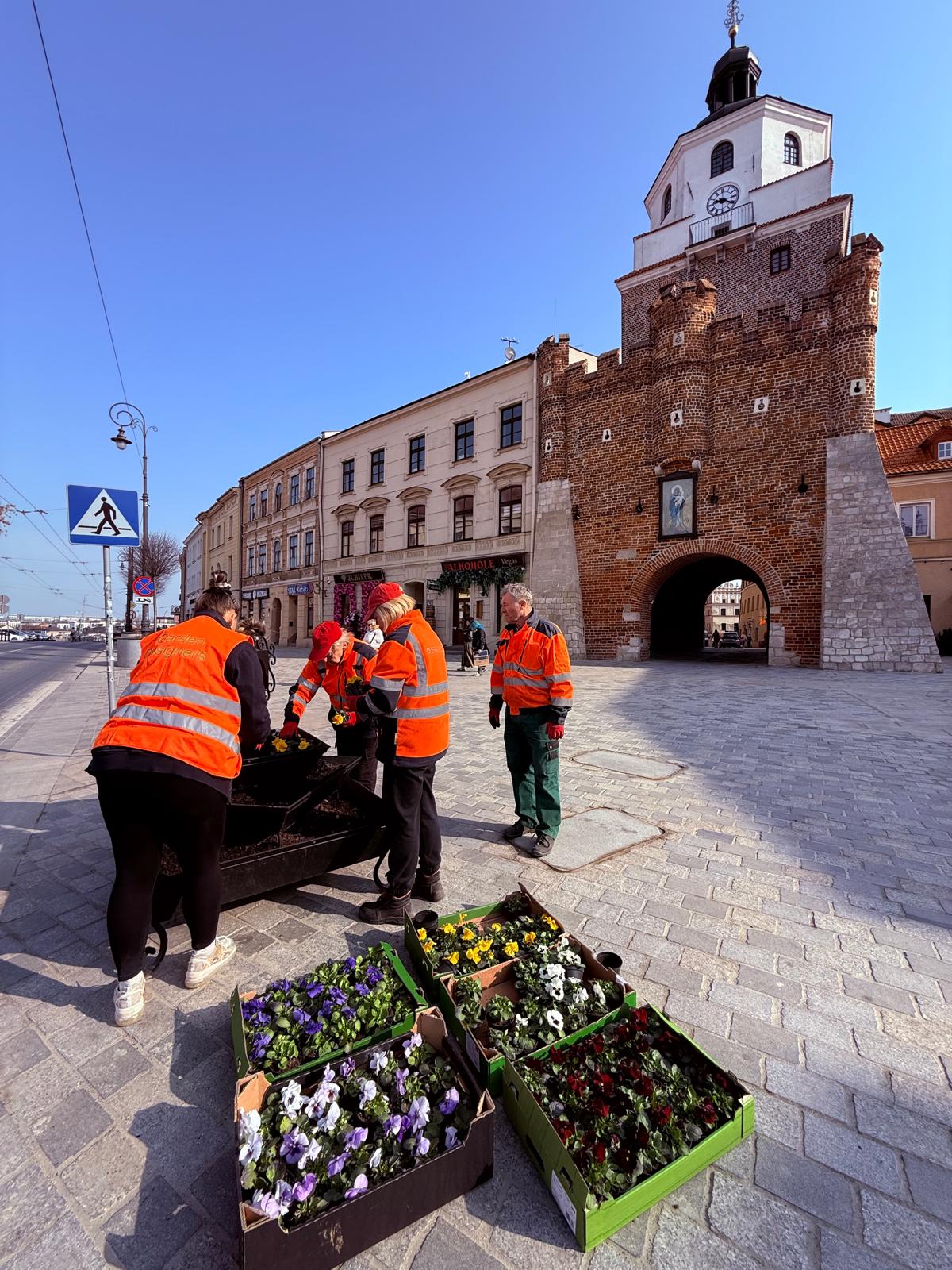 Ruszyły wiosenne nasadzenia bratków_fot. Miasto Lublin (2).jpg