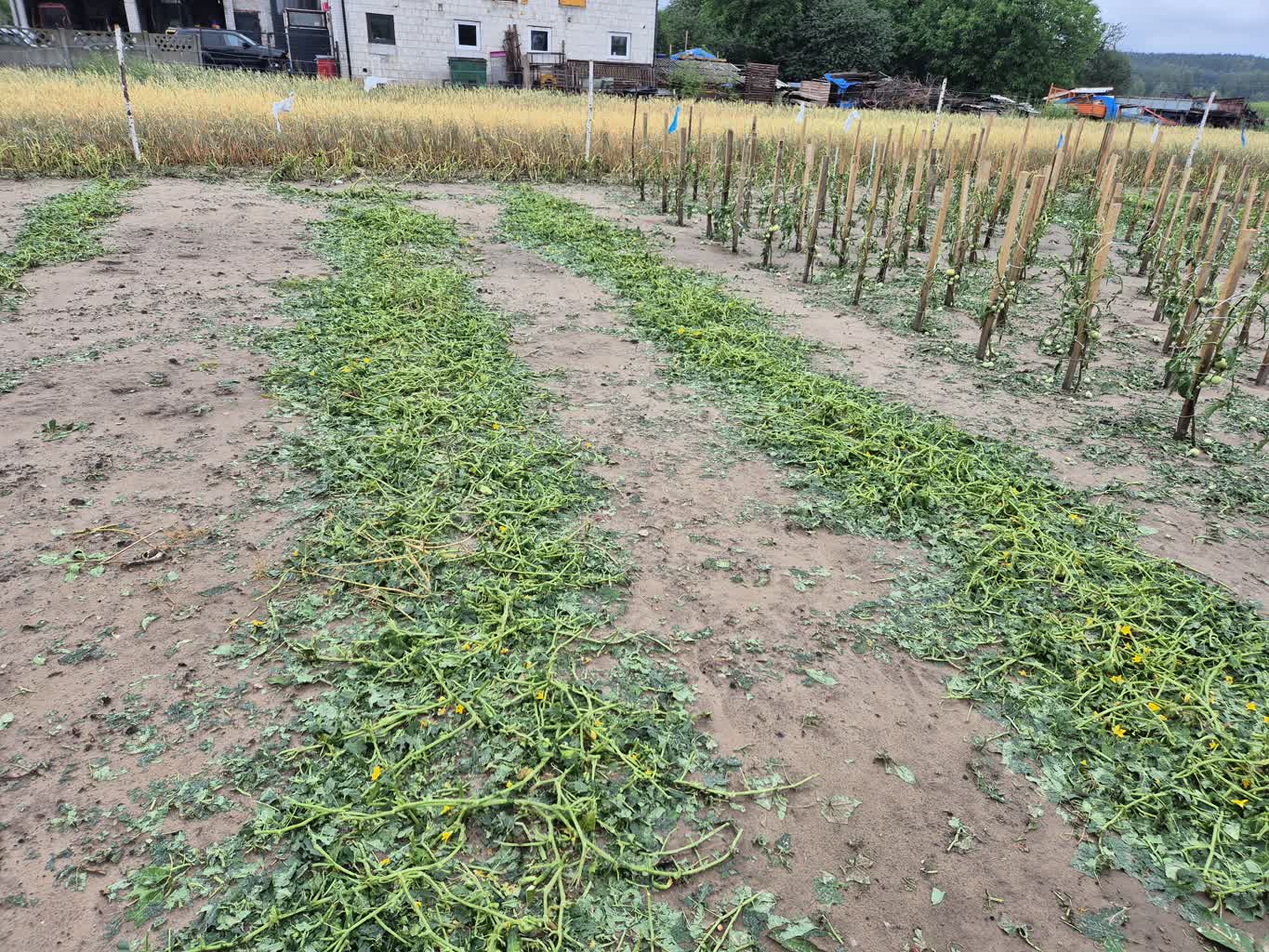 20260702_093931.jpg