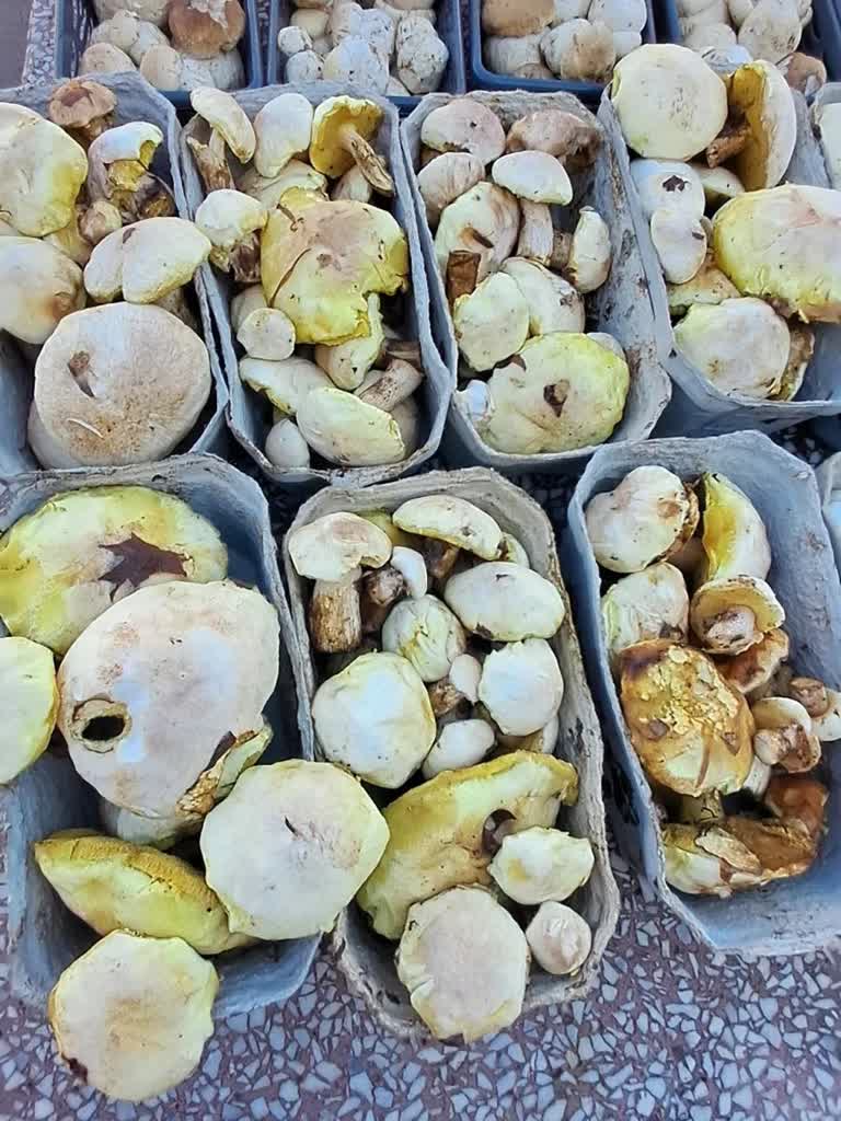 Grzyby-sa-na-bazarach-ale-w-podkarpackich-lasach-nie-ma-wysypu-9.jpg